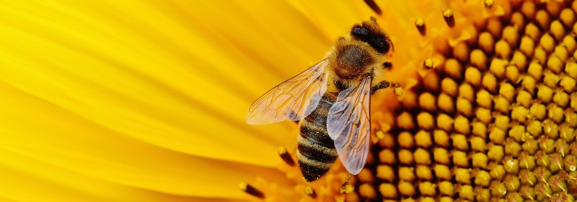 L’ape, un piccolo, grandissimo capolavoro