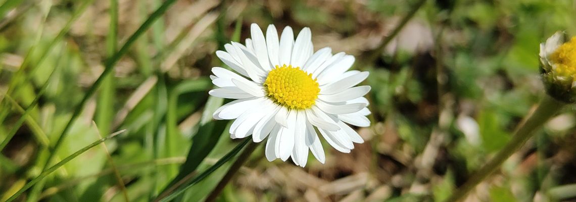 Regaliamoci la Primavera